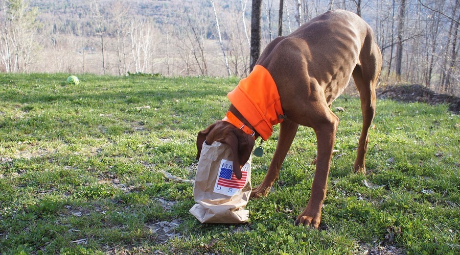 DIY-Hundespielzeug