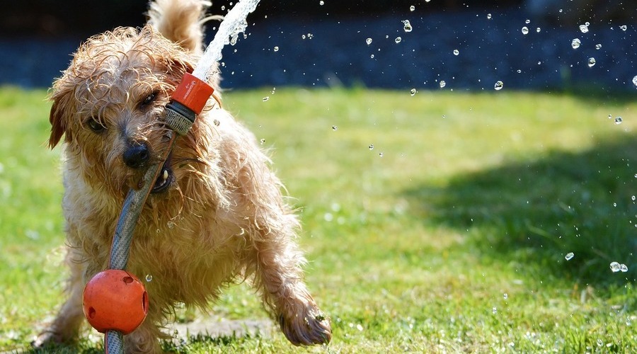 Wasserspielzeug mit WAU-Effekt